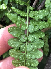 Asplenium obovatum obovatum