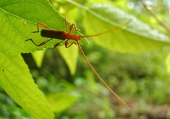 Chenoderus testaceus