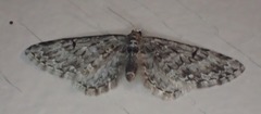 Eupithecia tripunctaria
