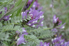 Astragalus suprapilosus