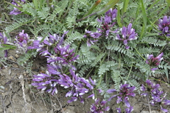 Astragalus suprapilosus