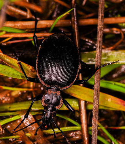 Pore-winged Snail-eating Beetle photo 2