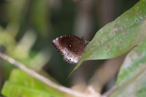Tawny Palmfly