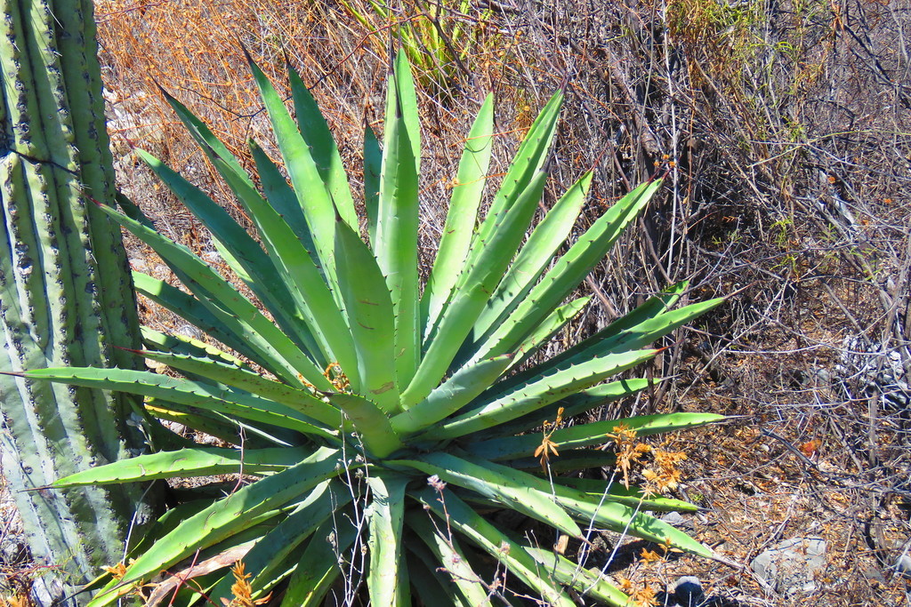 Agave lyobaa from Zapotitlan Salinas, Pue. on 21 March, 2019 at 01:19 ...