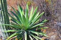 Agave lyobaa