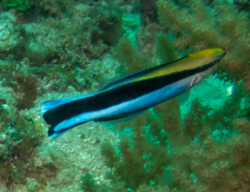Bluestreak cleaner wrasse