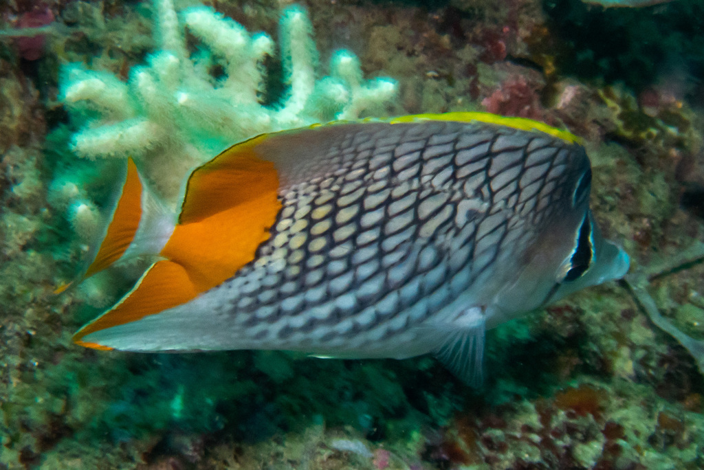 Cross-hatch Butterflyfish