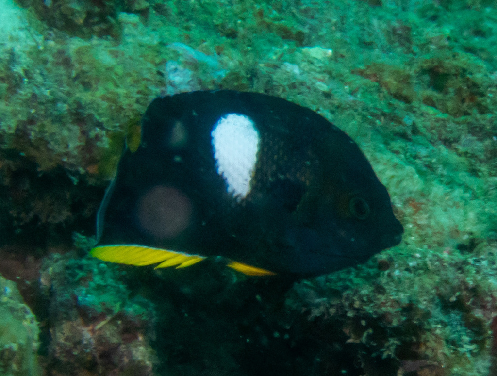 Black Angelfish