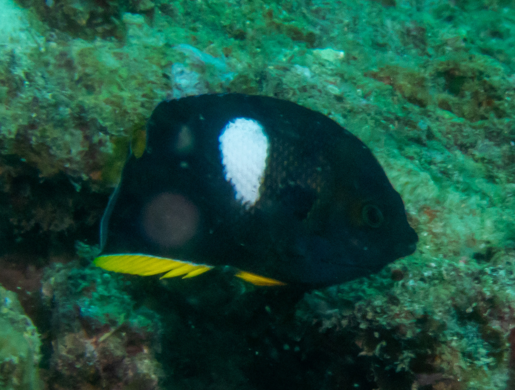 白斑刺尻魚(鎖匙窿) Centropyge tibicen