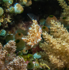 Little Filefish photo 2