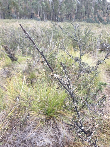 Image of Grevillea acanthifolia by (c) Shelomi Doyle, some rights reserved (CC BY)