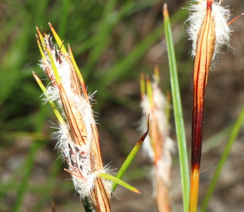 Schoenus villosus, 2024-01-20
