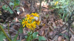 Packera coahuilensis