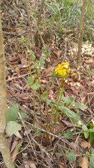 Packera coahuilensis