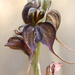 Pterostylis exalla - Photo (c) pgentles, some rights reserved (CC BY-NC)