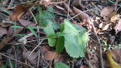 Packera coahuilensis