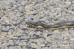 Nerodia clarkii clarkii