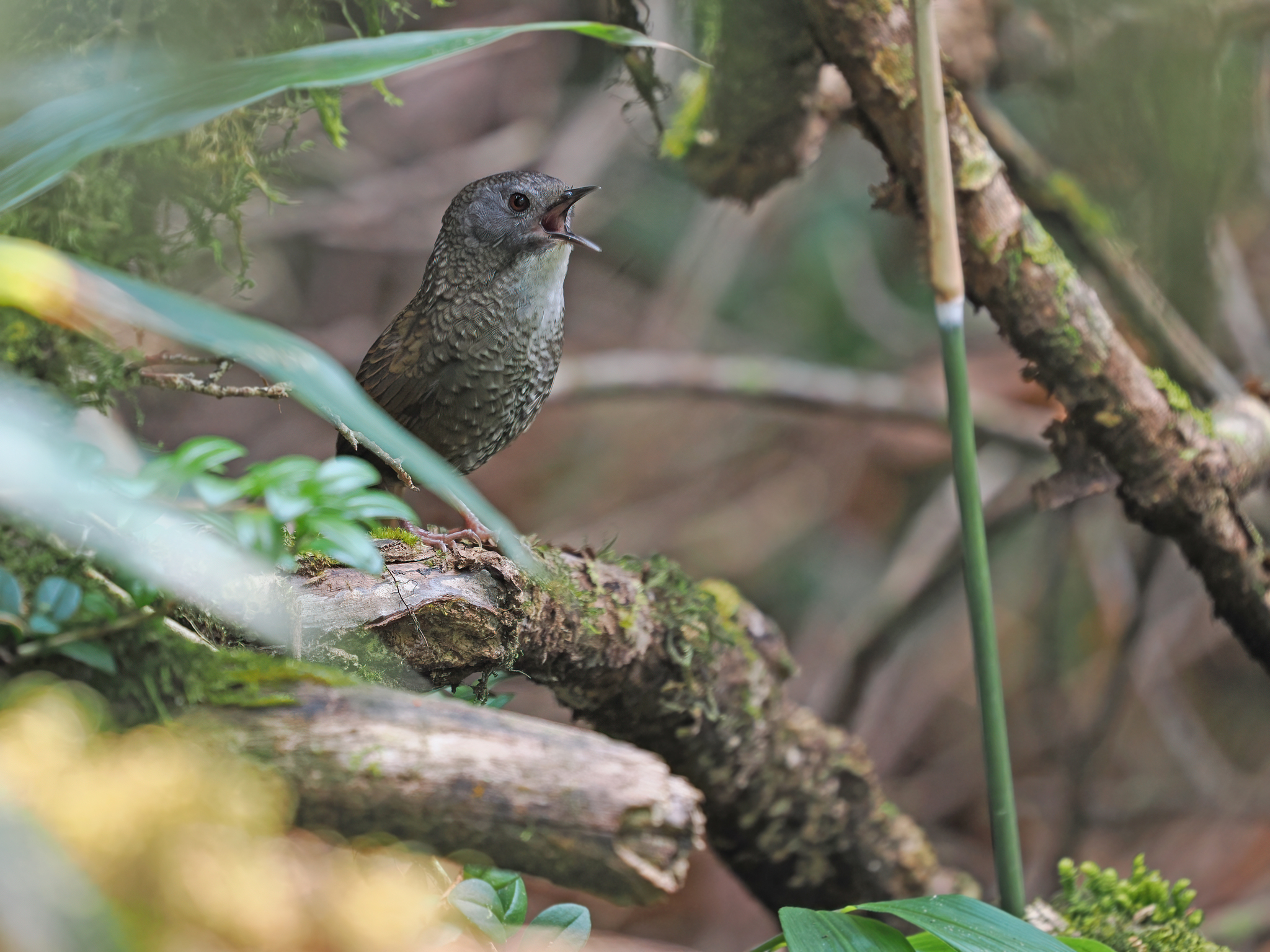 Pale-throated Wren-Babbler
