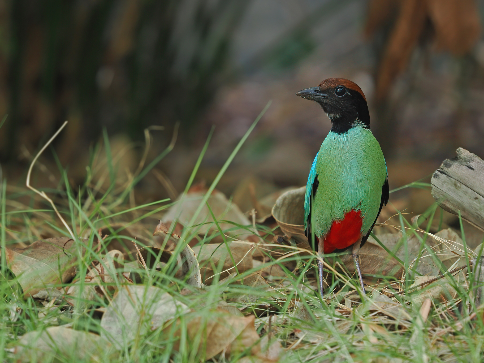 Western Hooded Pitta