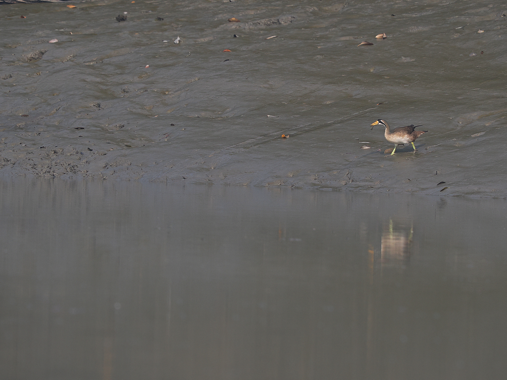 Masked Finfoot (Heliopais personatus), photo 1