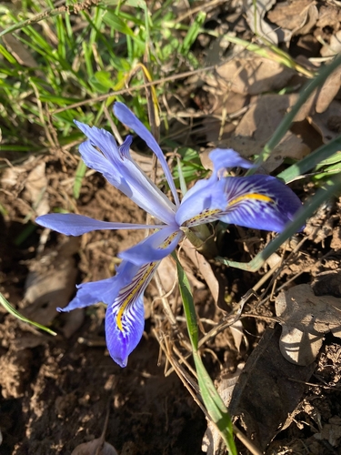 Image of Iris histrio by (c) אריאל שמיר, some rights reserved (CC BY)