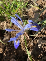 Iris histrio, photograph (c) אריאל שמיר, some rights reserved (CC BY)