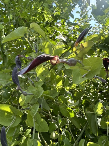 Aristolochia albida