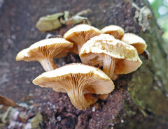 Gymnopilus lepidotus