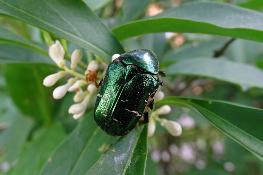 European Rose Chafer from City of St. Petersburg, Sankt-Peterburg ...