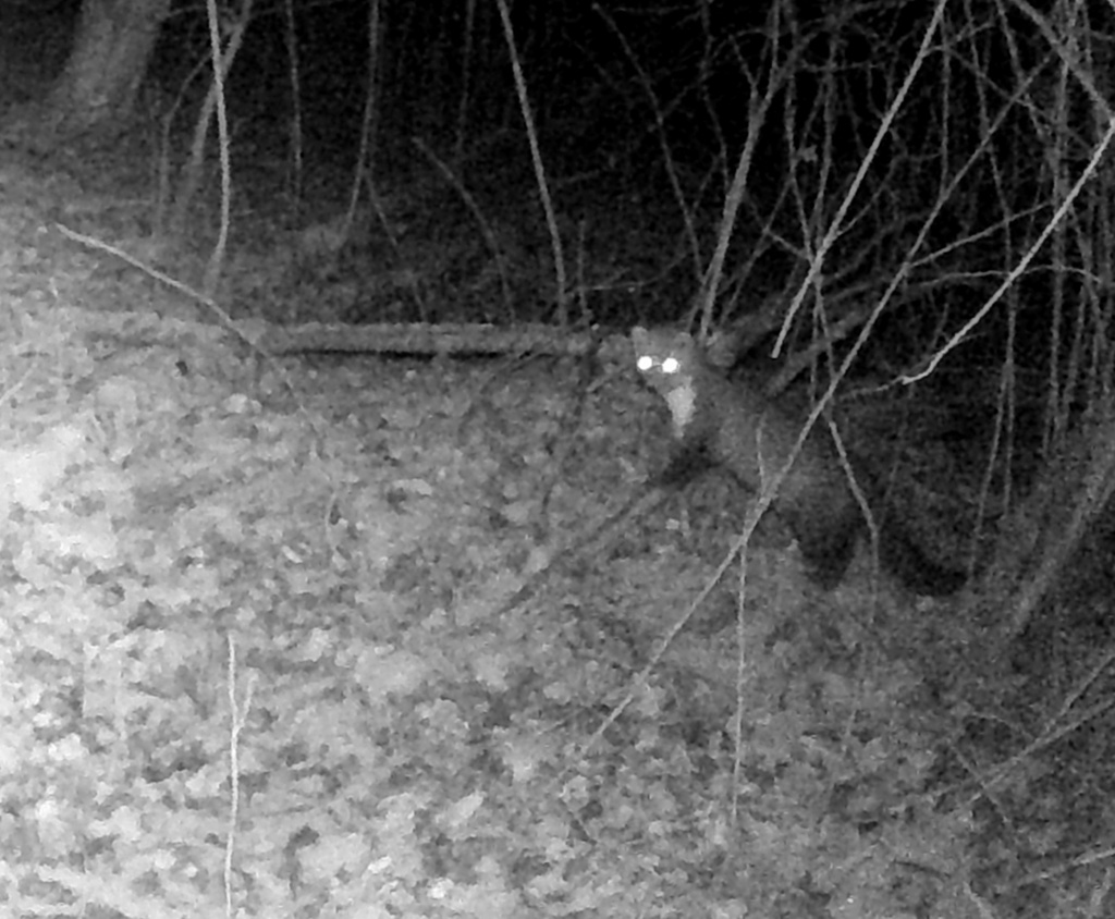 Stone Marten From Untergrombach Bruchsal De Bw Germany On January 16 2024 At 07 42 Pm By