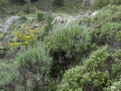 Ptilostemon gnaphaloides