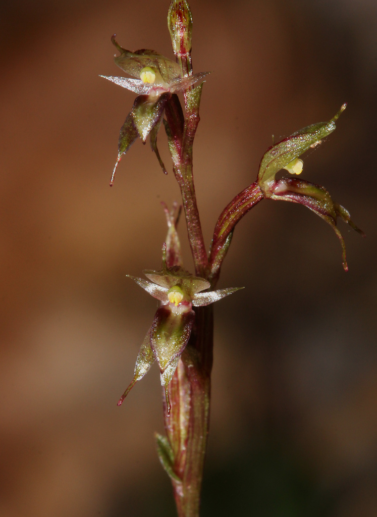 Acianthus exiguus