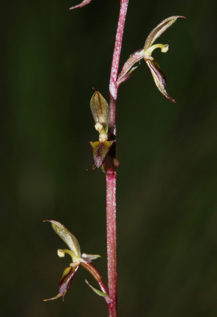 Acianthus exsertus