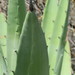 Agave lyobaa - Photo (c) Leticia Soriano Flores, μερικά δικαιώματα διατηρούνται (CC BY-NC), uploaded by Leticia Soriano Flores