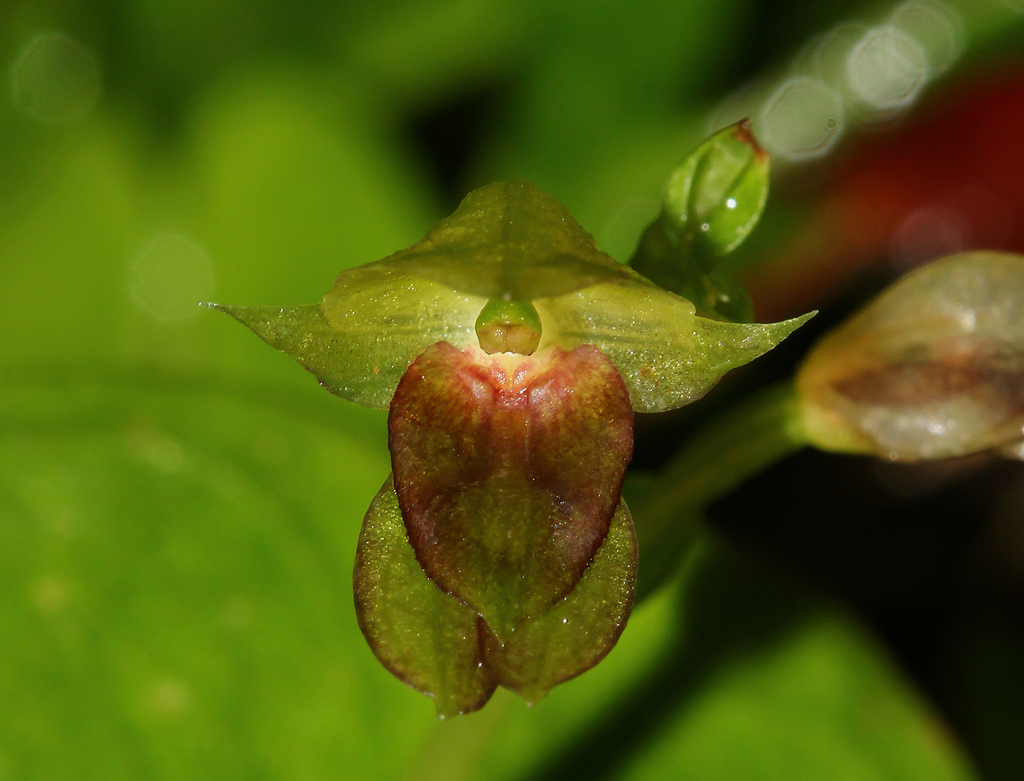 Acianthus saxatilis