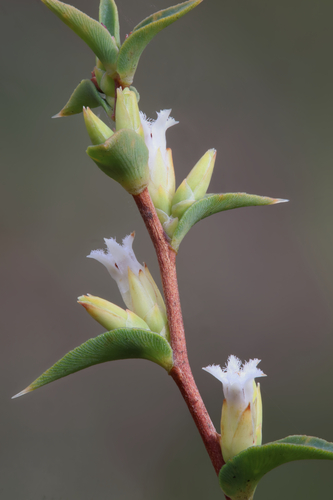 Styphelia rufa (Lindl.) F.Muell.