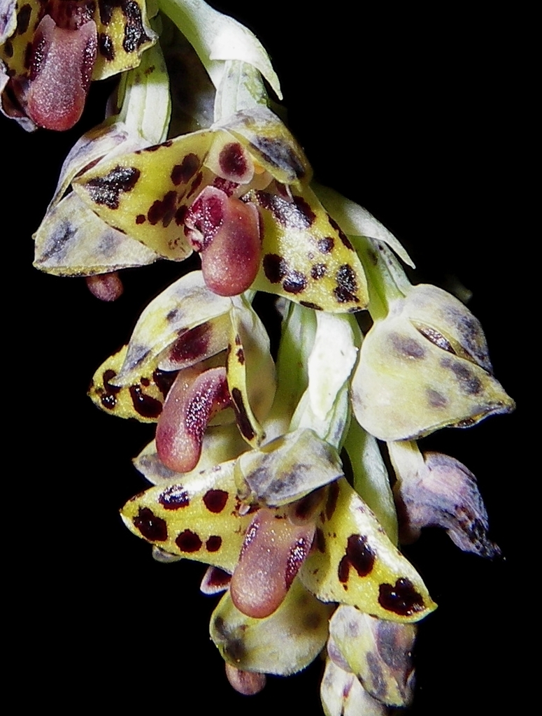 Bulbophyllum bracteatum