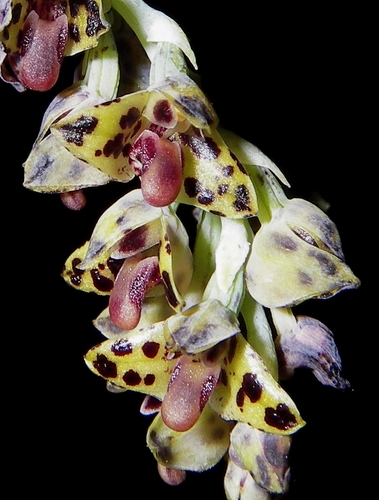Bracteatum Orchid