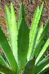 Agave lyobaa