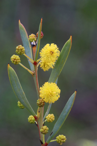 desert manna wattle (Acacia simmonsiana)