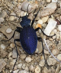 Carabus scabrosus