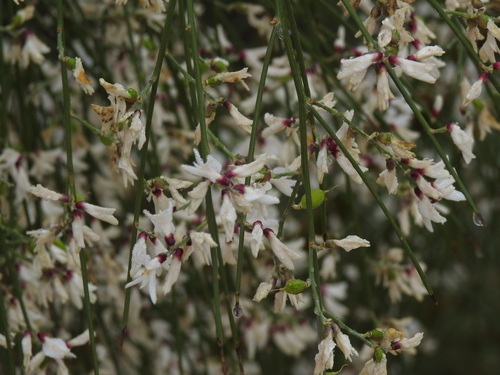 Image of Retama monosperma by (c) Duarte Frade, some rights reserved (CC BY)