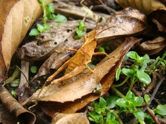 Tropidostethus angusticollis