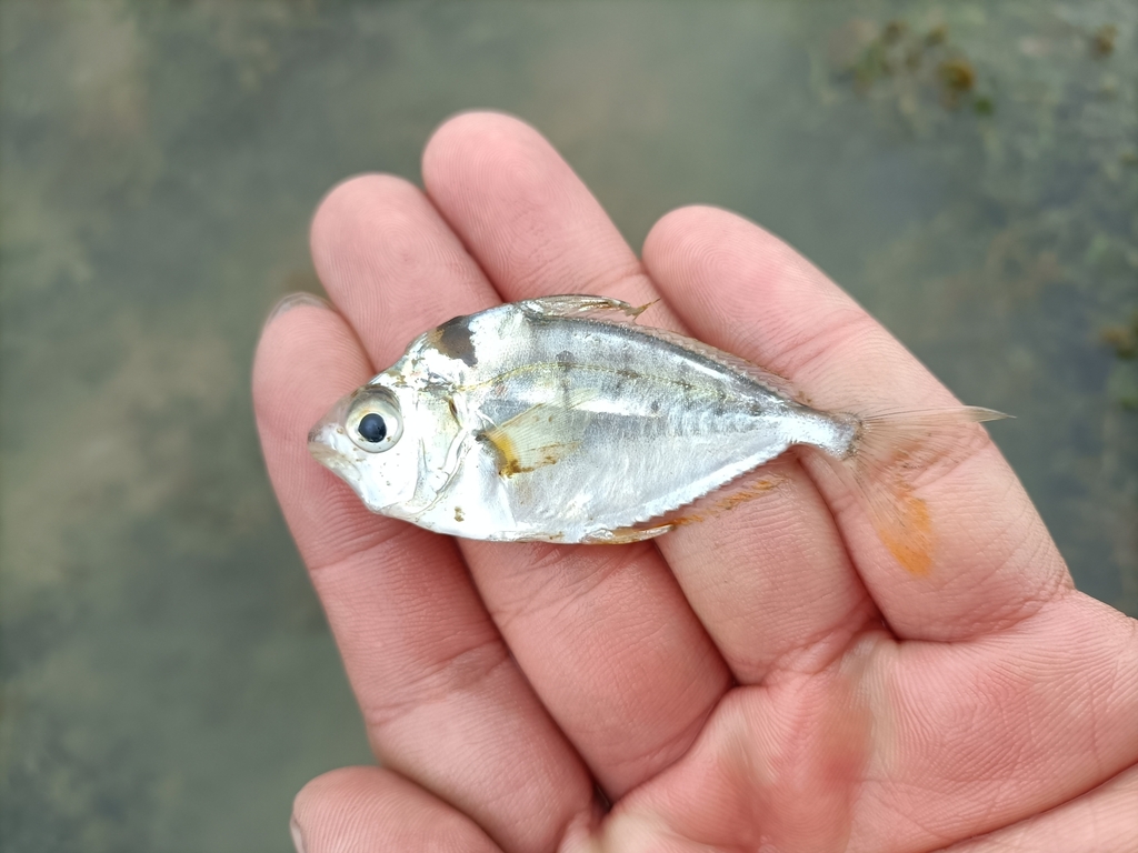 Shortnose Ponyfish