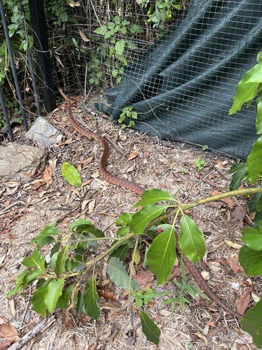 Brown Tree Snake sighting