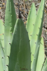 Agave lyobaa