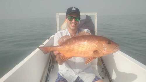 African red snapper (Lutjanus agennes) — Lutjanidae