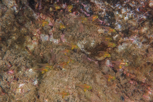 Silver sweeper (Pempheris adspersa) — Pempheridae — 5