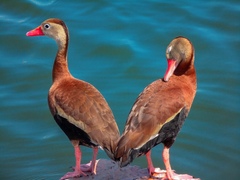 Dendrocygna autumnalis