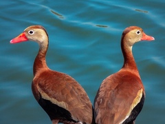 Dendrocygna autumnalis